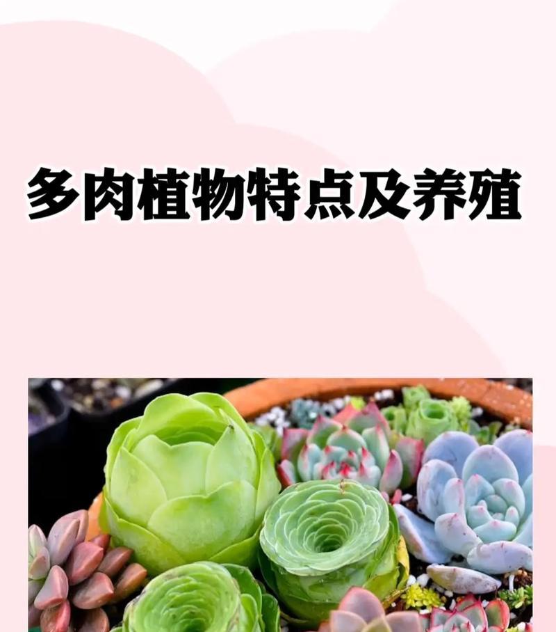 国王花卉的养殖方法是什么？