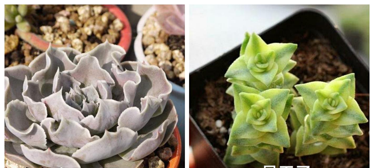 黑王子掉叶子怎么处理？如何防止黑王子叶子脱落？