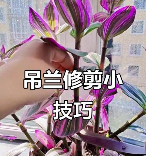 吊兰根部修剪的最佳时机和步骤？