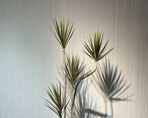 哪些盆栽植物喜阳？如何照顾？