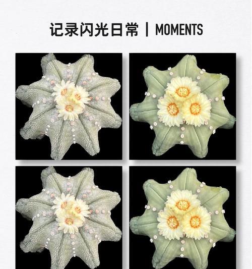 星兜开花的条件是什么？如何促进其开花？