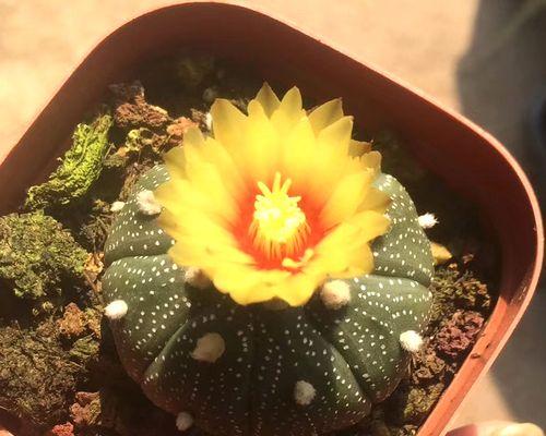 星兜开花的条件是什么？如何促进其开花？