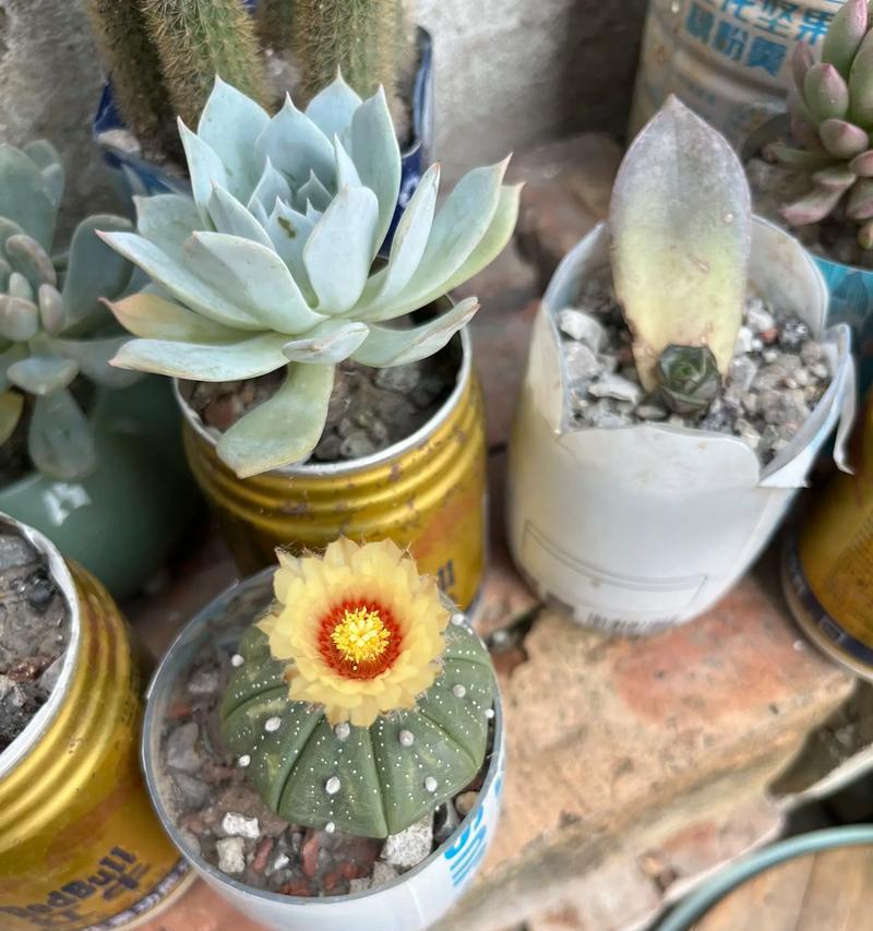 星兜开花的条件是什么？如何促进其开花？