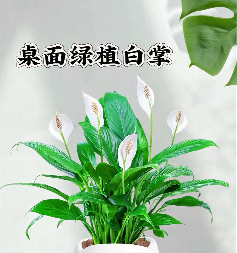 白掌在夏季的养护要点是什么？