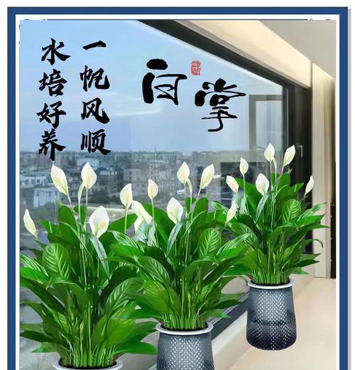 白掌在夏季的养护要点是什么？