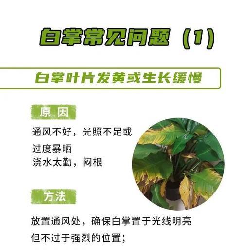 白掌在夏季的养护要点是什么？