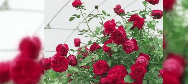 藤本月季开花的秘诀是什么？如何促进其花期？