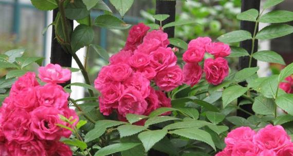 藤本月季开花的秘诀是什么？如何促进其花期？