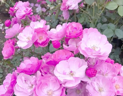 藤本月季开花的秘诀是什么？如何促进其花期？