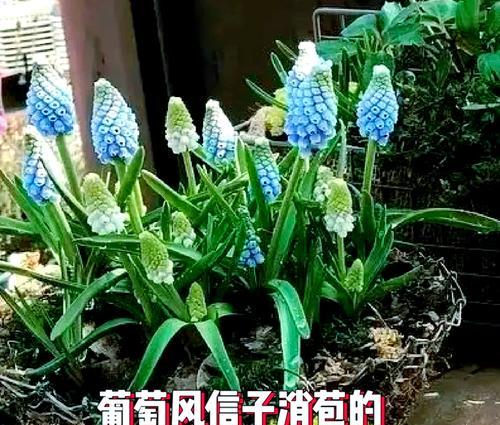 风信子花谢后的处理步骤是什么？