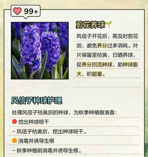 风信子花谢后的处理步骤是什么？