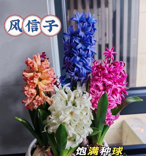 风信子花谢后的处理步骤是什么？