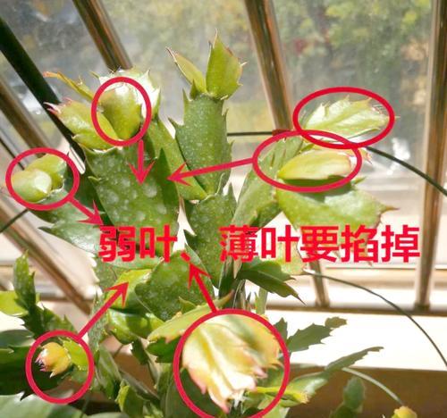 蟹瓜兰的日常养护需要注意什么？怎样促进其开花？