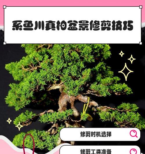 日本真柏品种有哪些？日本真柏的养护和修剪技巧是什么？