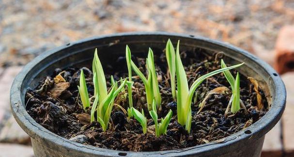 水培植物转土培的正确方法是什么？水培后应该注意什么？