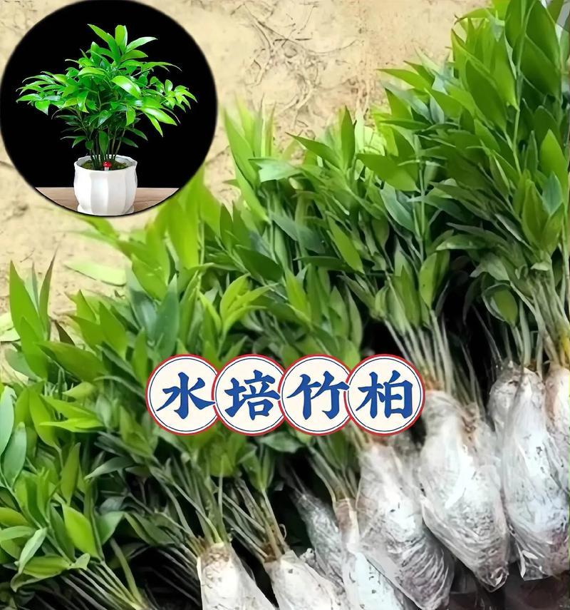 水培植物转土培的正确方法是什么？水培后应该注意什么？