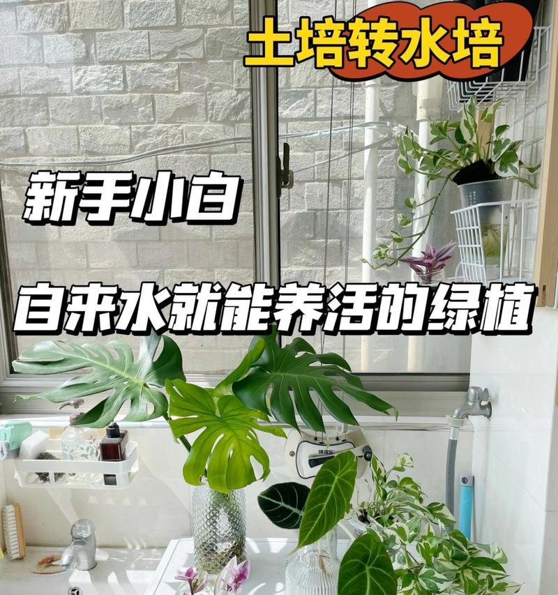 水培植物转土培的正确方法是什么？水培后应该注意什么？