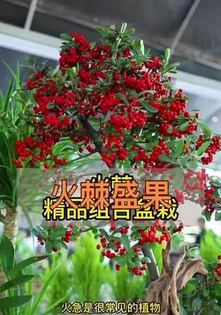 吉祥果的盆栽怎么养？需要注意哪些问题？