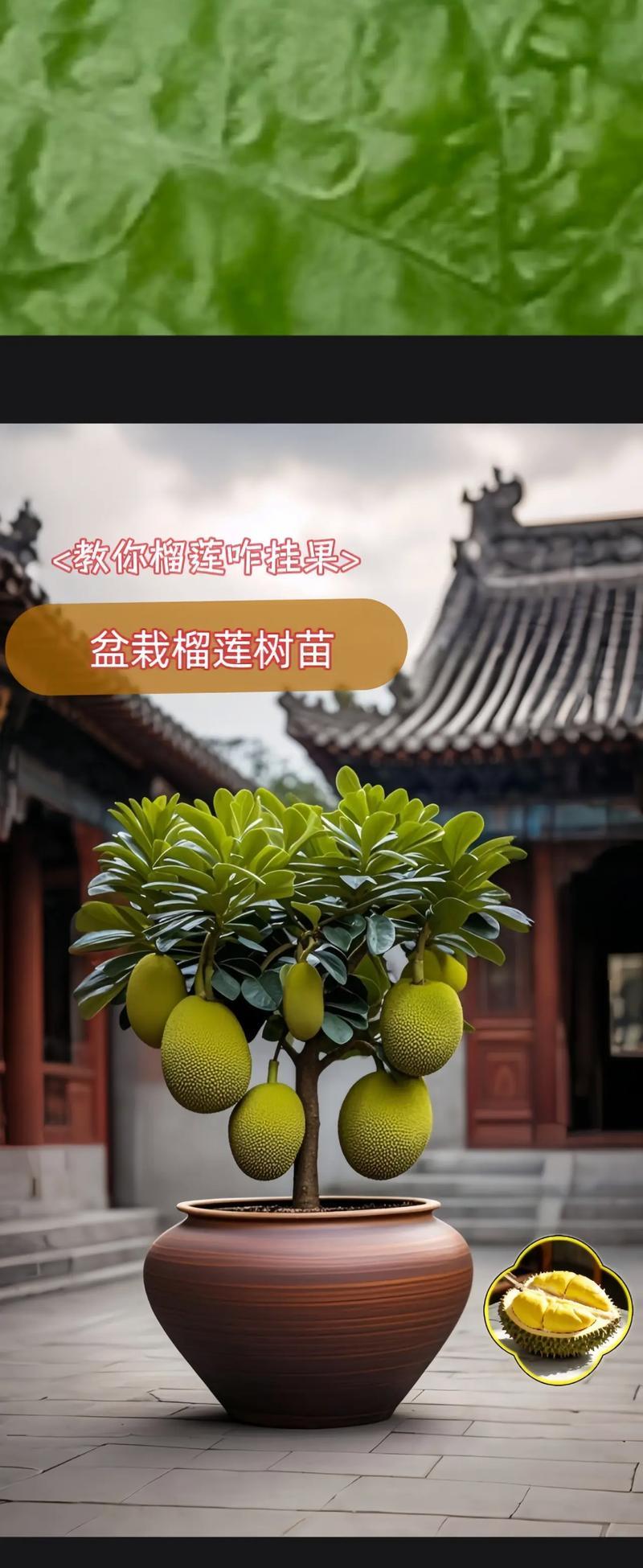 吉祥果的盆栽怎么养？需要注意哪些问题？