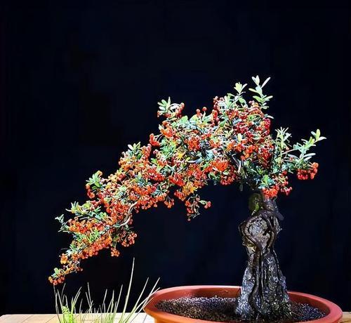 吉祥果的盆栽怎么养？需要注意哪些问题？