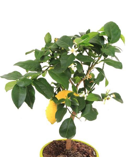 柠檬树种植的最佳时间和方法是什么？
