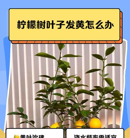柠檬树种植的最佳时间和方法是什么？