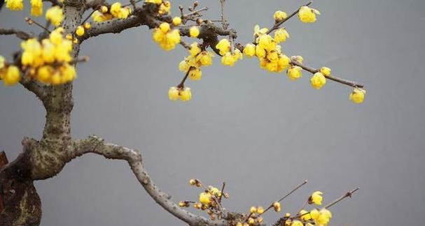剌梅花的养殖方法是什么？如何确保其健康生长？