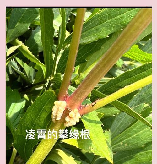 哪些植物适合攀缘生长？攀缘植物有哪些？