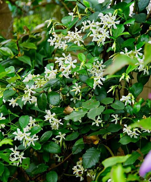 哪些植物适合攀缘生长？攀缘植物有哪些？