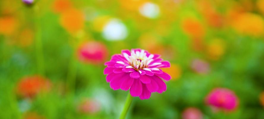 格桑花摘心怎么摘？格桑花摘心的最佳时机和方法是什么？
