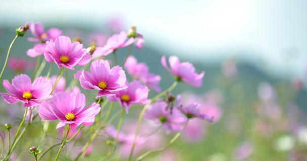 格桑花摘心怎么摘？格桑花摘心的最佳时机和方法是什么？