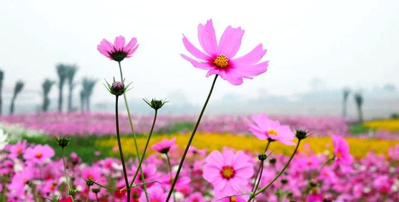 格桑花摘心怎么摘？格桑花摘心的最佳时机和方法是什么？