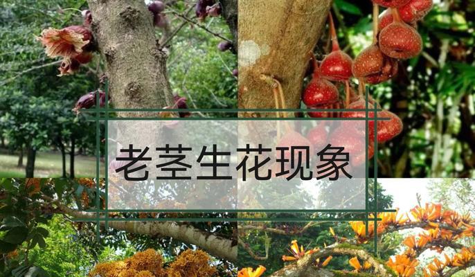 哪些植物可以食用？食用花有哪些种类？