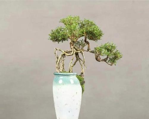 盆景提根的正确步骤是什么？提根后如何护理？