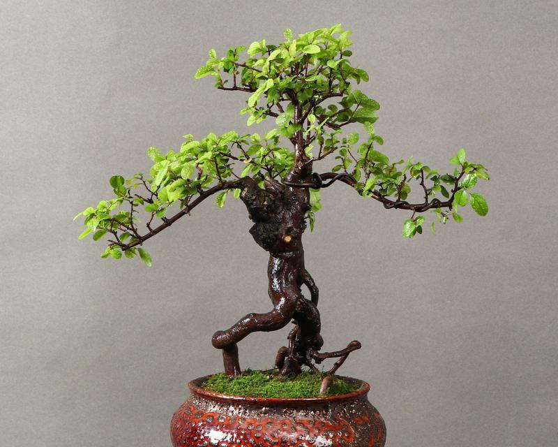 盆景提根的正确步骤是什么？提根后如何护理？