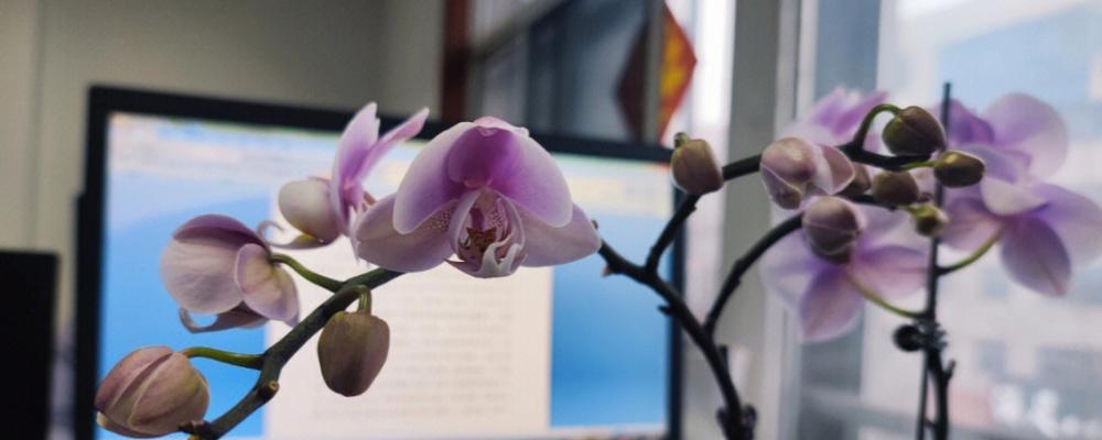 日光菊种植的正确步骤是什么？如何保证花开不断？