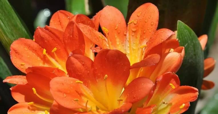 日光菊种植的正确步骤是什么？如何保证花开不断？