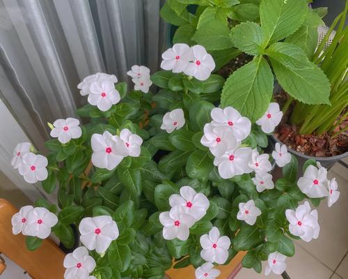 日光菊种植的正确步骤是什么？如何保证花开不断？