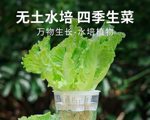 生菜品种怎么选？哪种生菜品种最适合家庭种植？