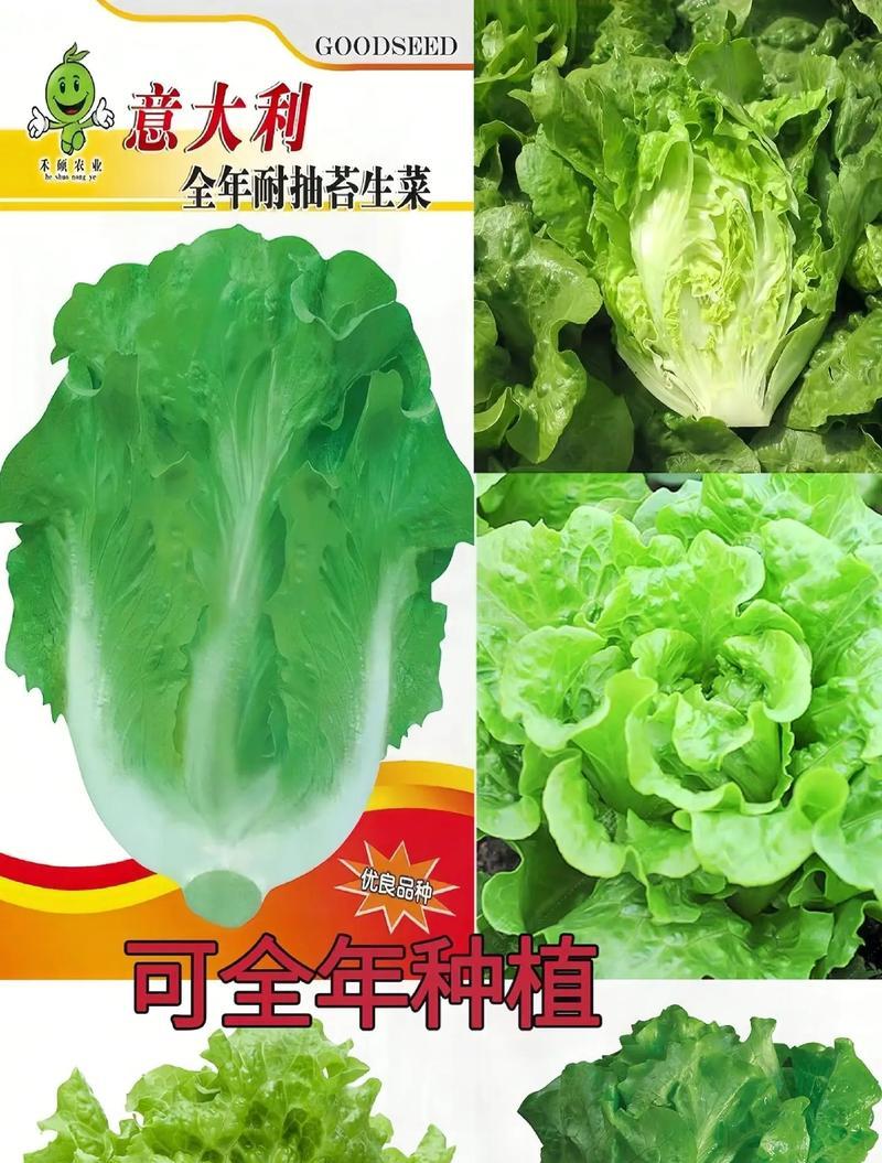 生菜品种怎么选？哪种生菜品种最适合家庭种植？