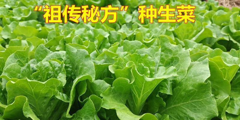 生菜品种怎么选？哪种生菜品种最适合家庭种植？