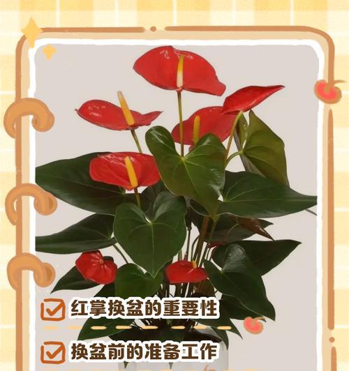 花盆土填充的正确步骤是什么？