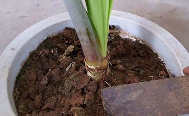 花盆土填充的正确步骤是什么？