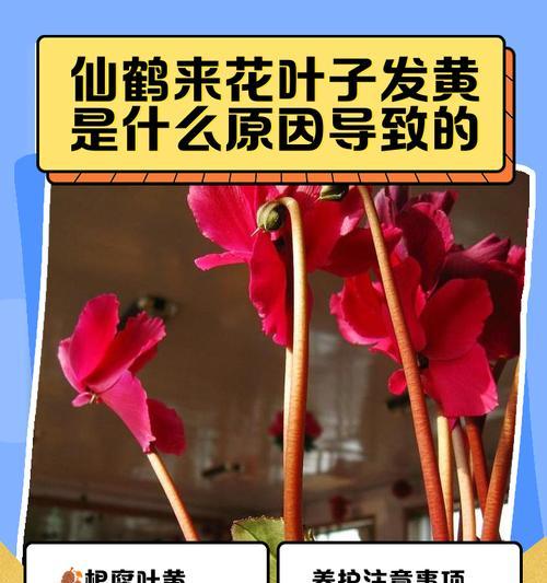 仙鹤来叶子变黄的原因及解决方法是什么？