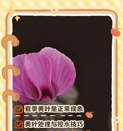 仙鹤来叶子变黄的原因及解决方法是什么？