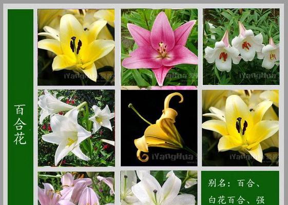 紫色的叶草有哪些？它们的养护要点是什么？