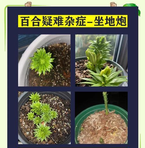 百合栽培过程中常见的问题及解决办法？