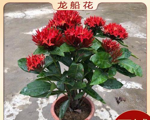 龙船花的养殖方法是什么？需要注意哪些问题？