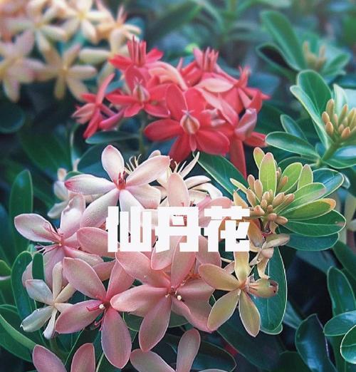 龙船花的养殖方法是什么？需要注意哪些问题？