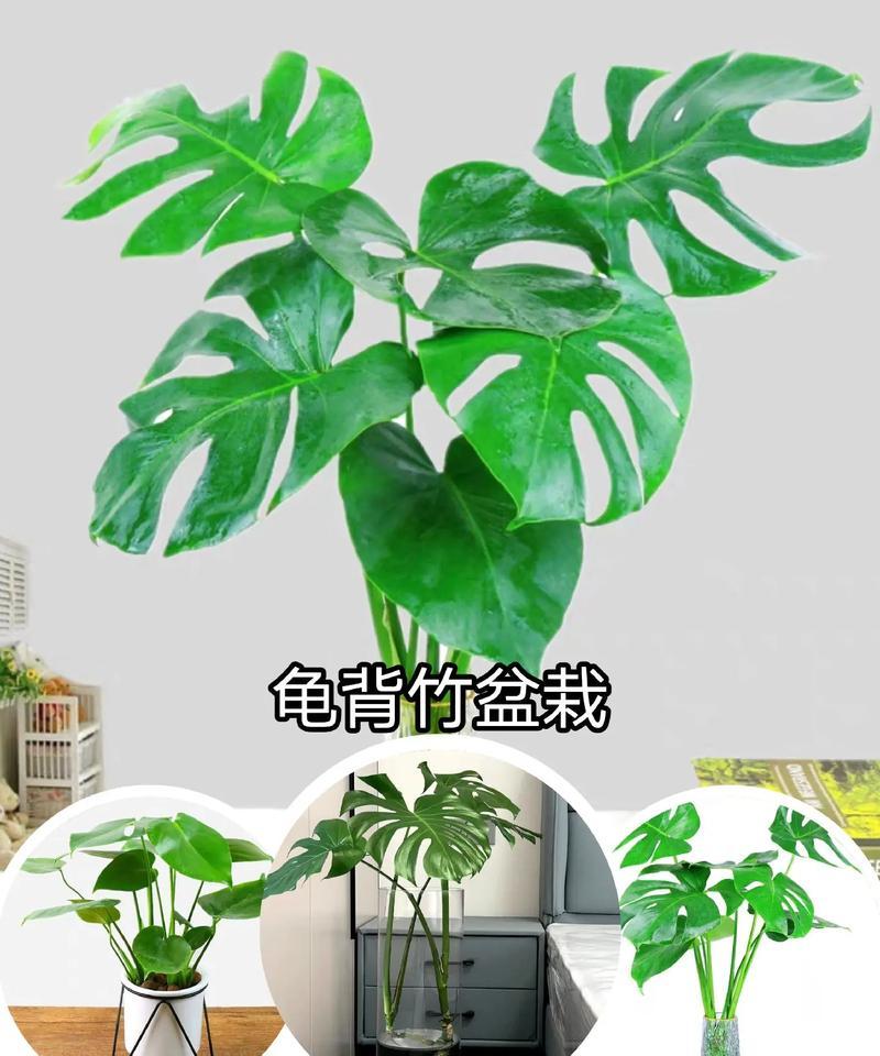 龟背竹怎么养水培？水培龟背竹的正确方法是什么？